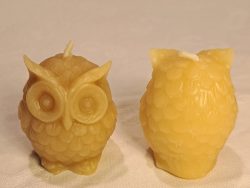 Small Owl