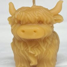 Highland Coo