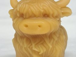 Highland Coo