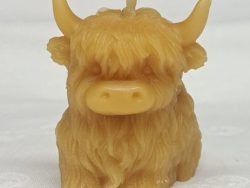 Highland Coo Calf