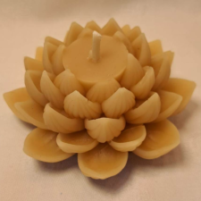 Peony Flower